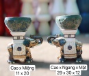 COMBO ĐÔN VOI VÀ CHẬU MINI