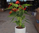 CHẬU MEN SÔI NHỎ INDOOR 12x14 TRẮNG