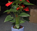 CHẬU MEN SÔI NHỎ INDOOR 12x14 XANH