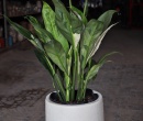 CHẬU MEN SÔI NHỎ INDOOR  26x21