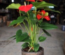CHẬU MEN SÔI NHỎ INDOOR 12x14 ĐỒNG