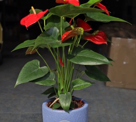CHẬU MEN SÔI NHỎ INDOOR 12x14 XANH