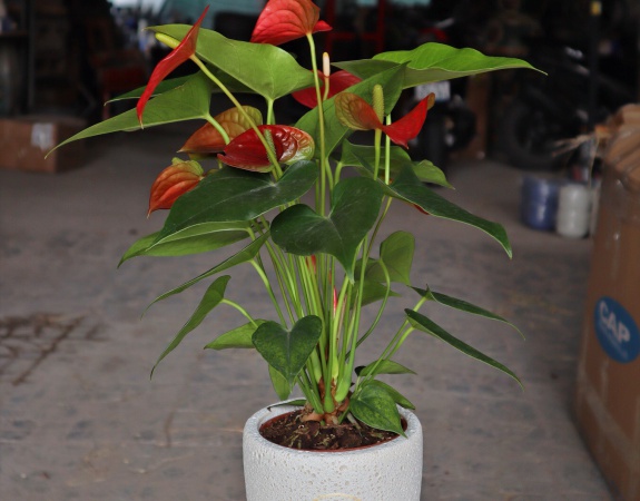 CHẬU MEN SÔI NHỎ INDOOR 12x14 TRẮNG