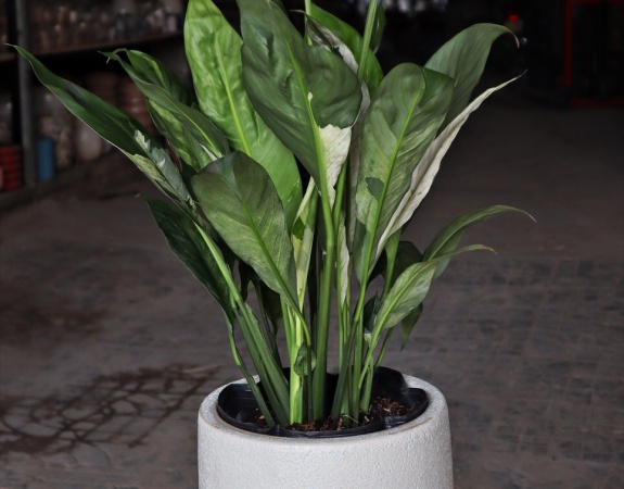 CHẬU MEN SÔI NHỎ INDOOR  26x21