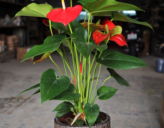 CHẬU MEN SÔI NHỎ INDOOR 12x14 ĐỒNG